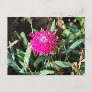 Fotovykort för blomma från Fuchsia Vykort