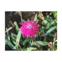 Fotovykort för blomma från Fuchsia