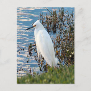 Fotovykort för boskap Egret Vykort