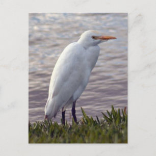 Fotovykort för boskap Egret Vykort