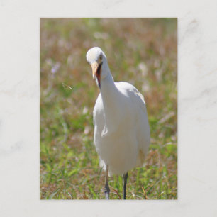 Fotovykort för boskap Egret Vykort
