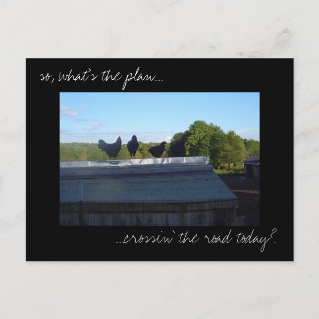 Fotovykort för "Chicken Plans" Vykort (Framsida)