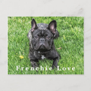 Fotovykort för Frenchie Kärlek Fransk Bulldog Phot Vykort