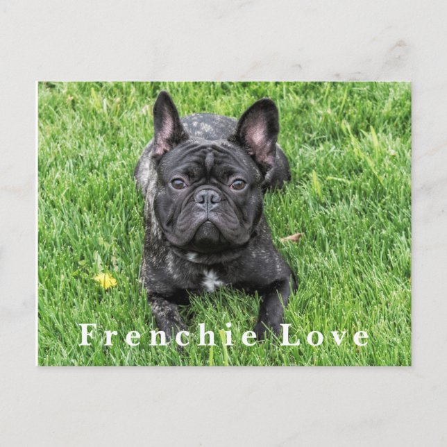 Fotovykort för Frenchie Kärlek Fransk Bulldog Phot Vykort (Framsida)
