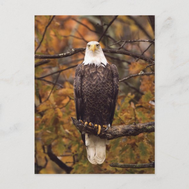 Fotovykort för höstålder vykort (Framsida)