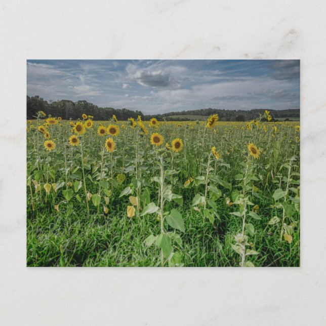 Fotovykort för solros Fält Vykort (Framsida)