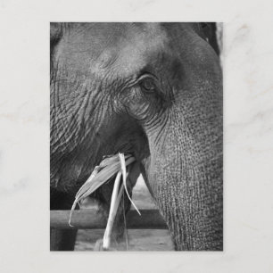 Fotovykort för svart och vitt elefant vykort