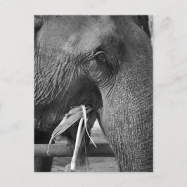 Fotovykort för svart och vitt elefant vykort