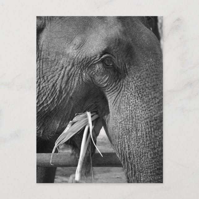 Fotovykort för svart och vitt elefant vykort (Framsida)