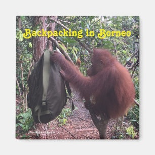 FotvandringBorneo Orangutan Magnet