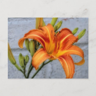 Foundation Lily - Daylily Vykort