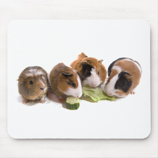 four guinea pigs who eat, musmatta (Framsidan)