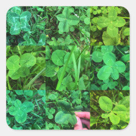 Four Leaf Colvers - Trèfles à quatre feuilles Fyrkantigt Klistermärke