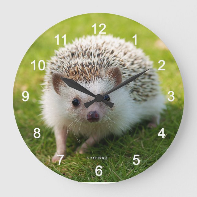 Four-toed hedgehog stor klocka (Framsida)