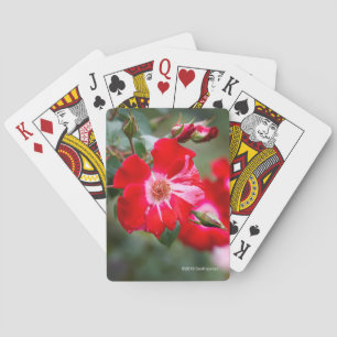 Fourth av den Juli shruben Casinokort