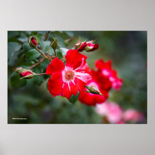 Fourth av den Juli shruben Poster