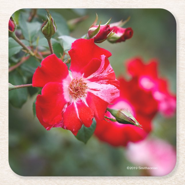 Fourth av den Juli shruben Underlägg Papper Kvadrat (Framsidan)