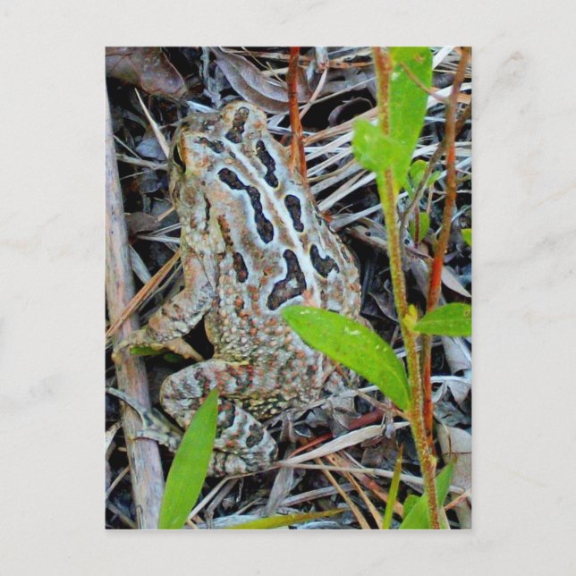 Fowlerspaddavykort Vykort (Framsida)