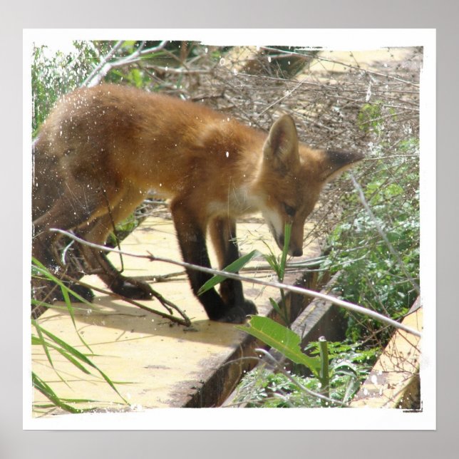 Fox 2 poster (Framsidan)