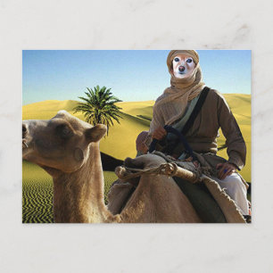 Fox är Arabiens lag Vykort