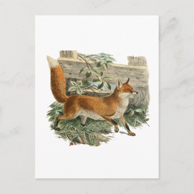 Fox av ett stängsel vykort (Framsida)
