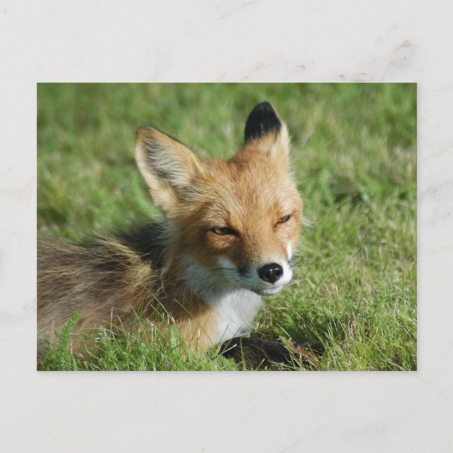 Fox closeup, Brooks Falls Alaska Vykort (Framsida)