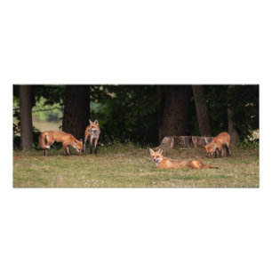 Fox Family Outing Fototryck
