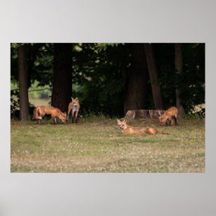 Fox Family Outing Poster