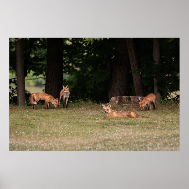 Fox Family Outing Poster (Framsidan)