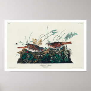 Fox färgad Sparrow by Audubon Poster