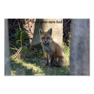 Fox Fototryck