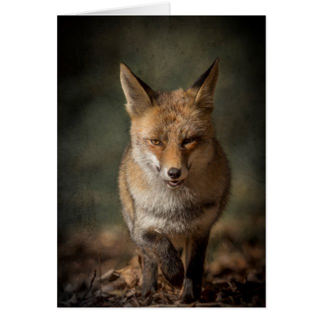 Fox Hälsningskort (Framsidan)