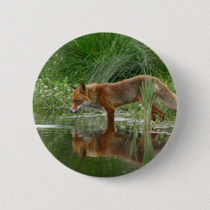 Fox i damm knapp