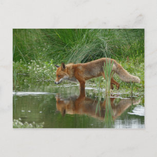 Fox i damm vykort