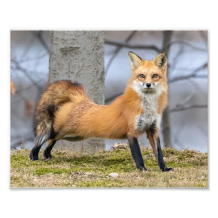 Fox i ett streck fototryck