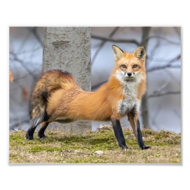 Fox i ett streck fototryck (Framsidan)