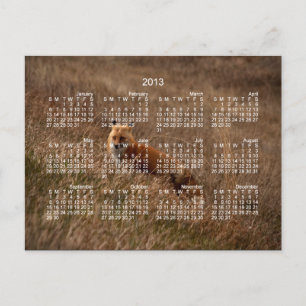 Fox i gräsmattan, 2013 års kalender vykort
