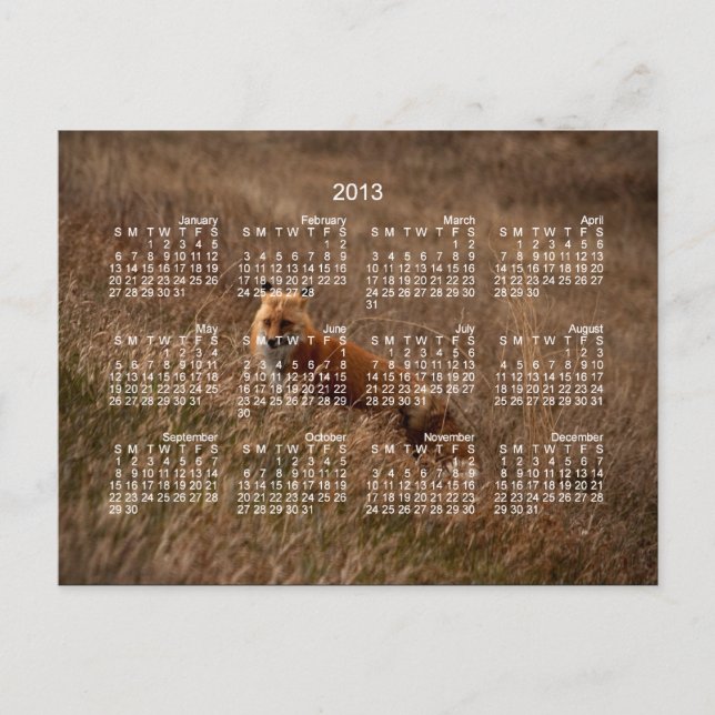 Fox i gräsmattan, 2013 års kalender vykort (Framsida)