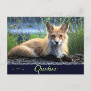 Fox i Percé Quebec Kanada Vykort