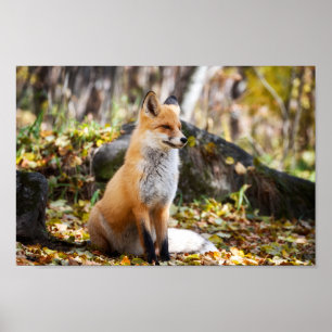 Fox i Skogen - Poster