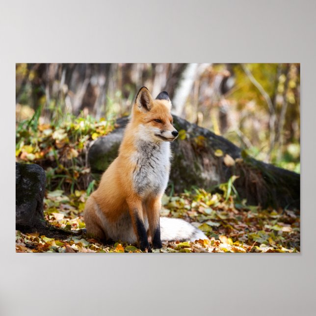 Fox i Skogen - Poster (Framsidan)