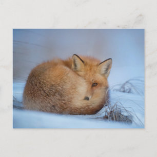 Fox i Snö-fotovykortet Vykort
