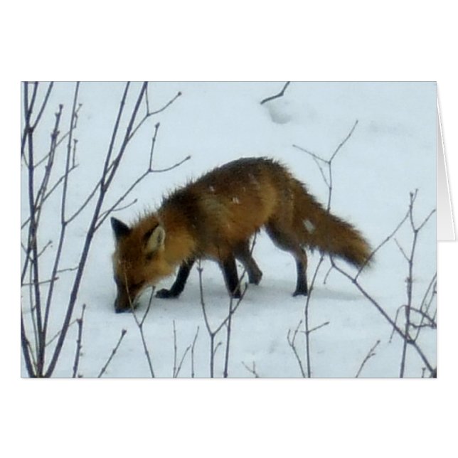 Fox i Snö - tomt kort (Framsidan Horizontal)