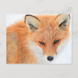 Fox i Snö Vykort