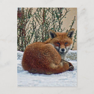 Fox i snö vykort