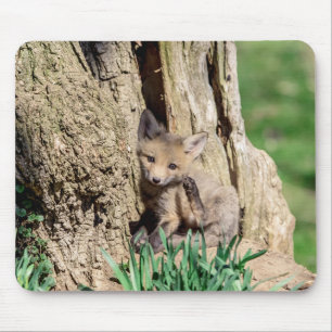 Fox Kit i Hudson Valley Musmatta