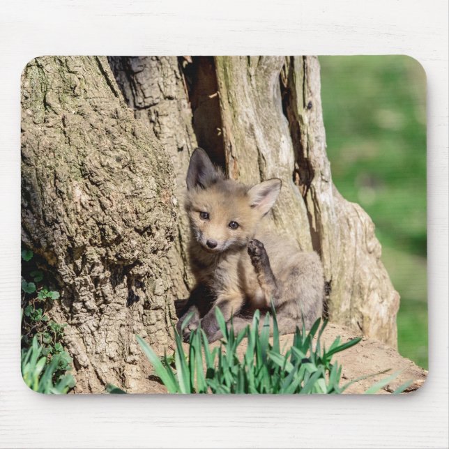 Fox Kit i Hudson Valley Musmatta (Framsidan)