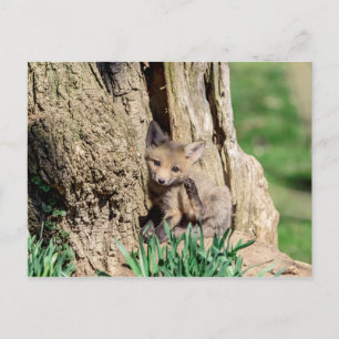 Fox Kit i Hudsondalen Vykort