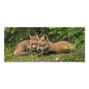 Fox Kit Pals Fototryck