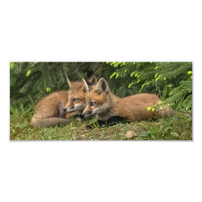Fox Kit Pals Fototryck (Framsidan)